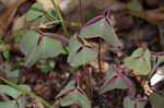 Violet woodsorrel